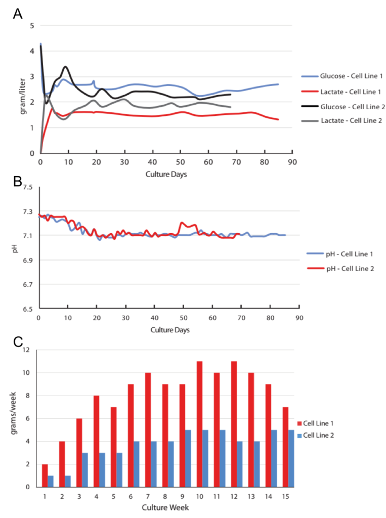 Long-Term Continuous Protein Production Graph